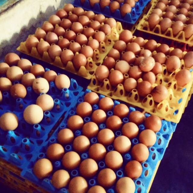

TELUR OMEGA 3