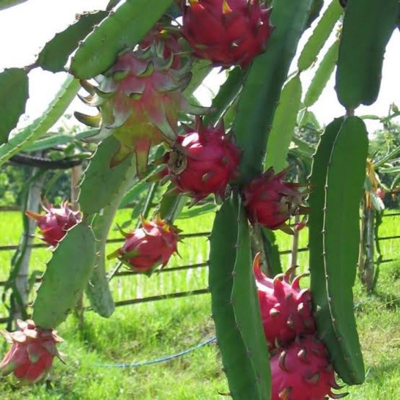 Benih Biji Buah Naga Merah