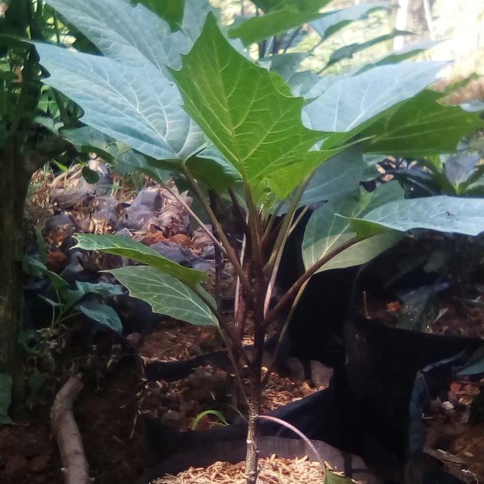 BIBIT TANAMAN KECUBUNG WULUNG 30CM// BIBIT KECUBUNG // KECUBUNG WULUNG