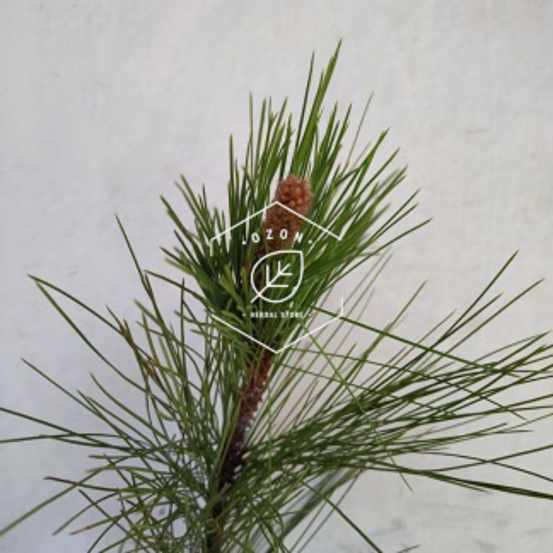 

Daun Pinus Fresh Kemasan 1kg