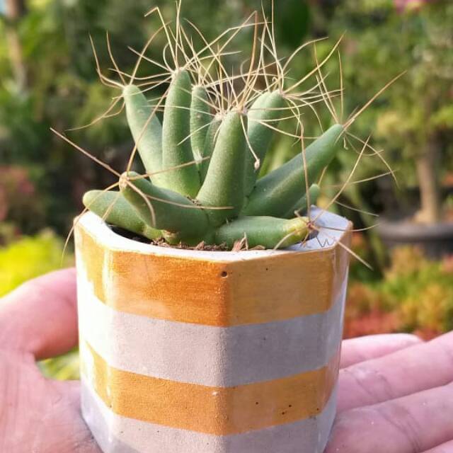 Harga termasuk tanaman + pot + media tanam . Setiap pembelian gratis 1 pcs bibit bunga matahari