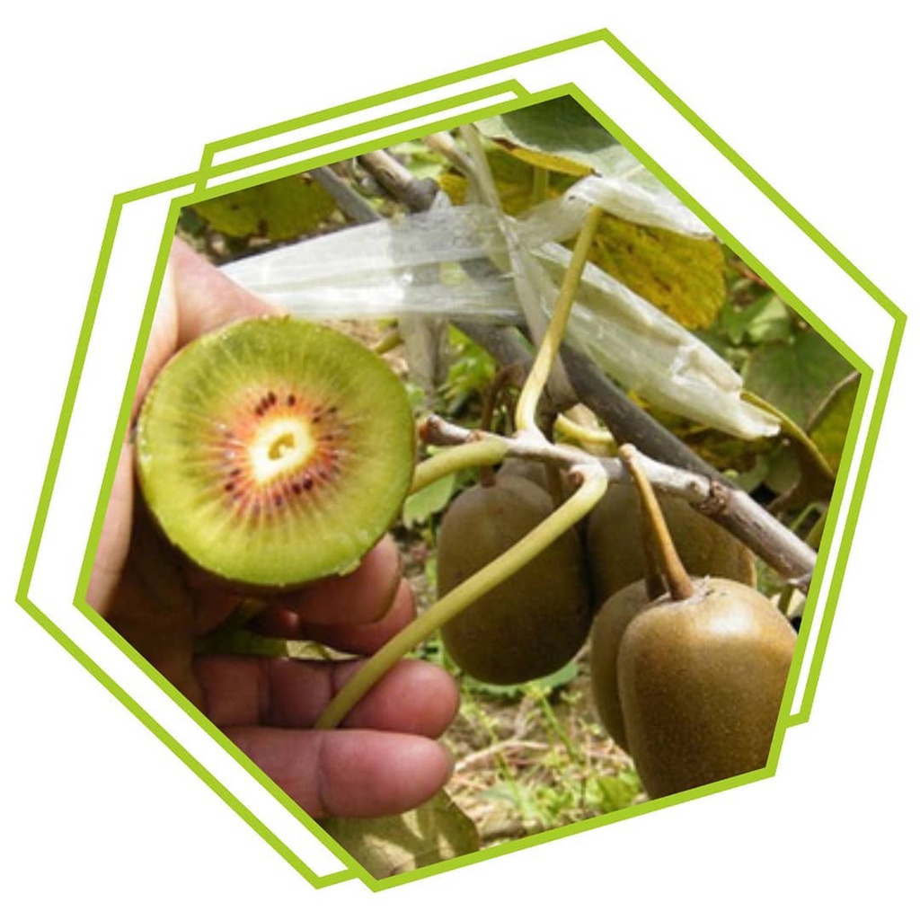 Bibit buah kiwi super