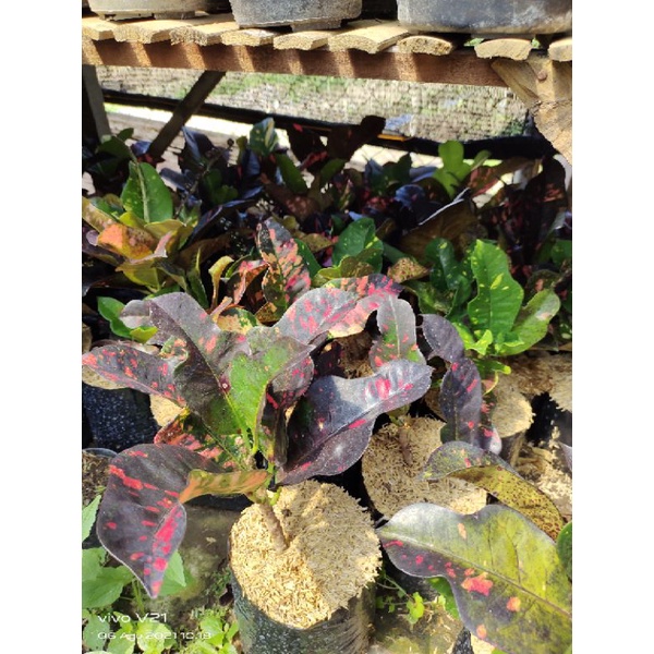 Bunga puring kura merah