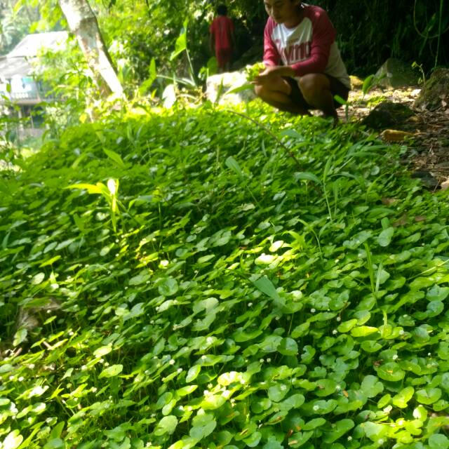 

daun pagagan / centella asiatica / 500 grm daun segar#daunpagagan#daunherbal#obatherbal