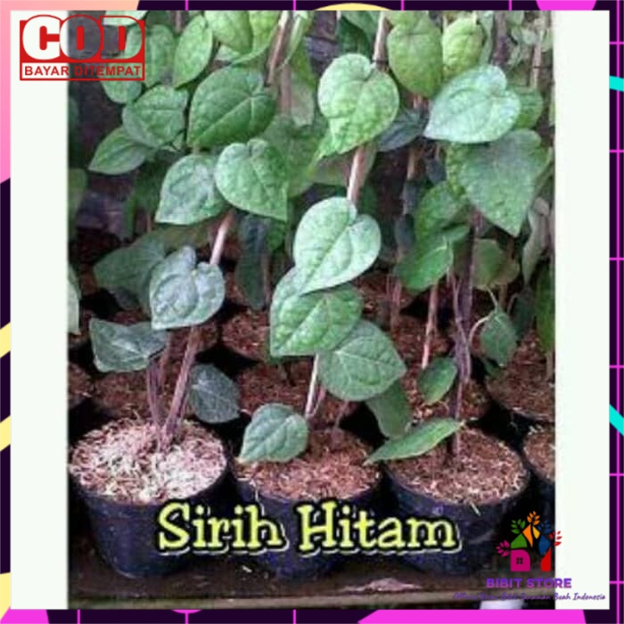Tanaman Sirih Hitam