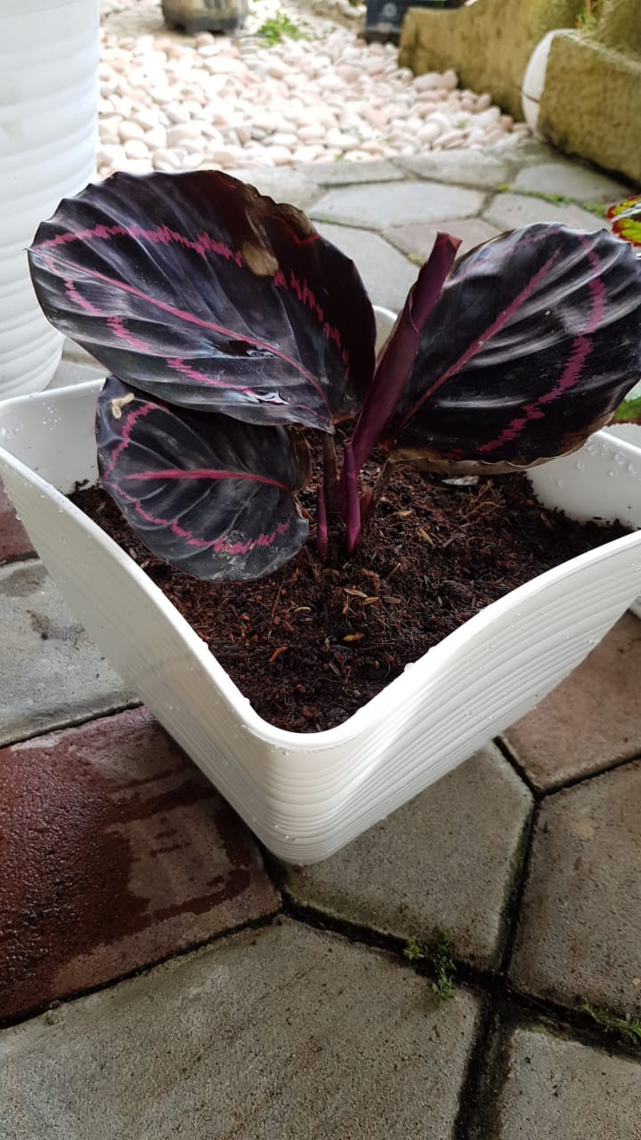 Pot Bunga Briyani 21 Pot Tawon Pirus Kotak Pot Bunga Plastik Persegi