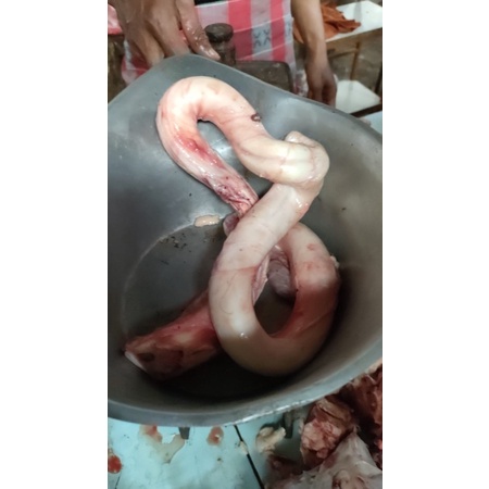 

Torpedo Otot Sapi Perpack