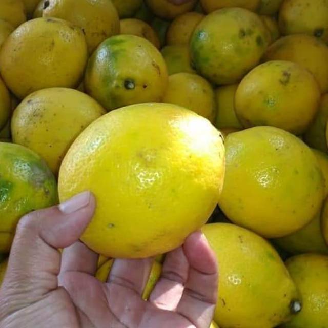 

Jeruk Lemon Lokal