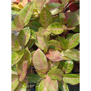  GOLDEN  SIAM  Tanaman Hias Aglaonema  Aglonema  Shopee 