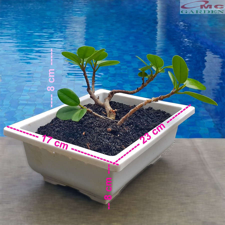 Tanaman Hias Pohon Bonsai Mame Beringin Korea Mini Dolar B-BK-014