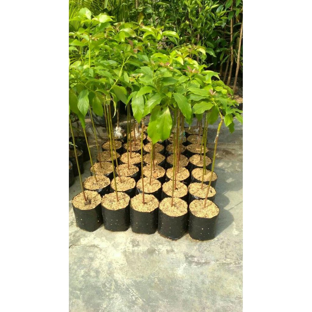 BIBIT TANAMAN BUAH ALPUKAT MENTEGA P0K