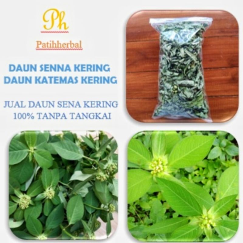 

Daun Senna Kering Daun Sena asli tanpa tangkai katemas Kering Daun Tanpa Tangkai