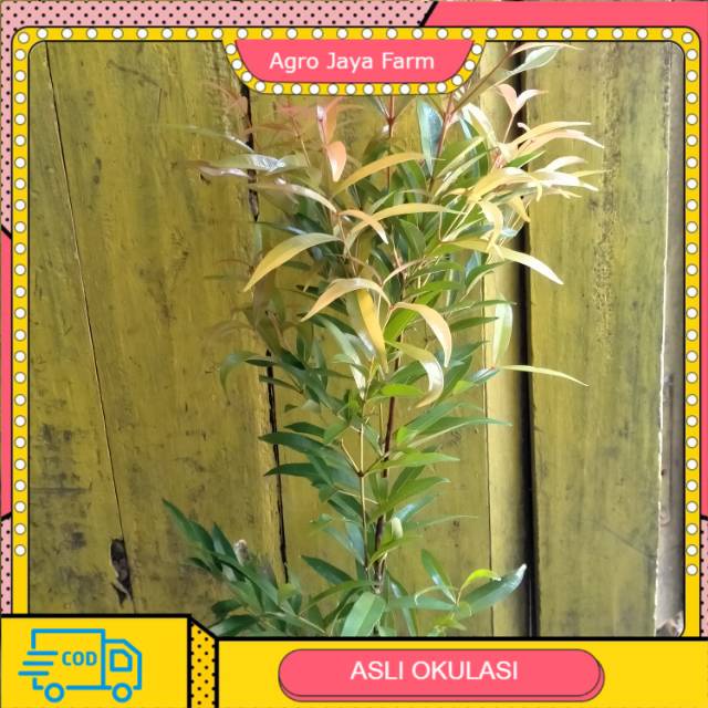 BUNGA PUCUK MERAH/PUCUK ARJUNA