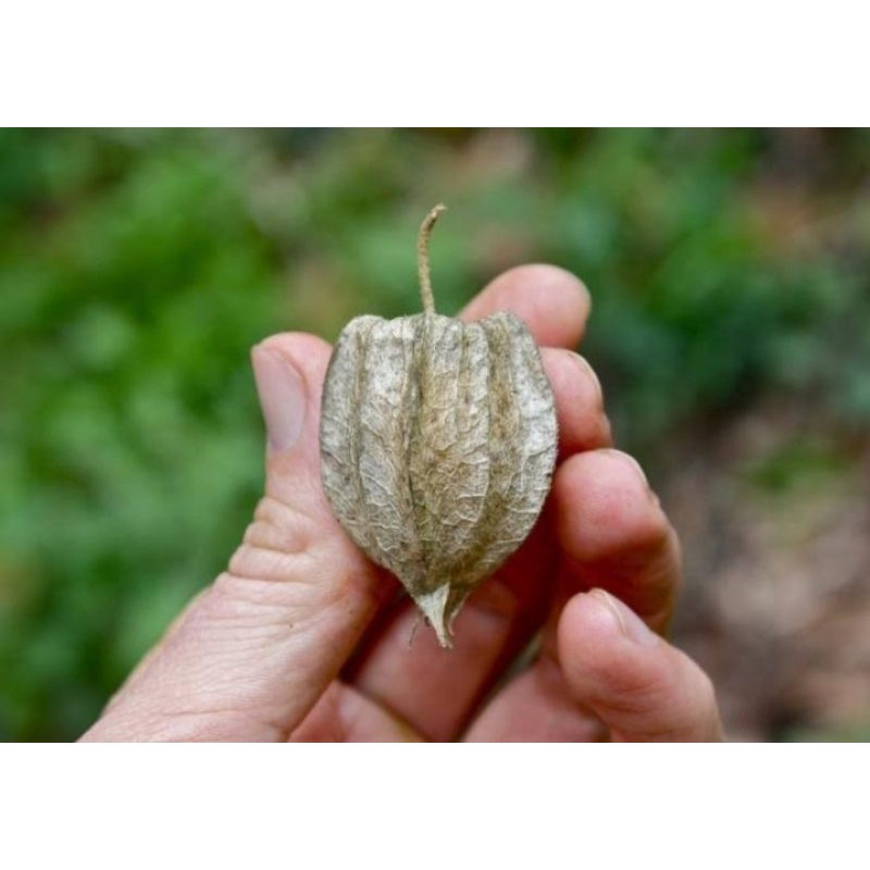 

Ciplukan bubuk 100 gram