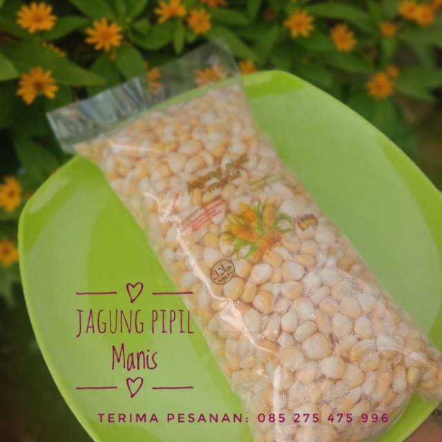 jagung pipil manis / jagung manis / jagung untuk jasuke