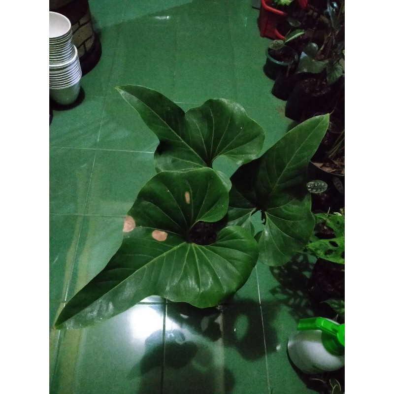 Anthurium Corong Besar