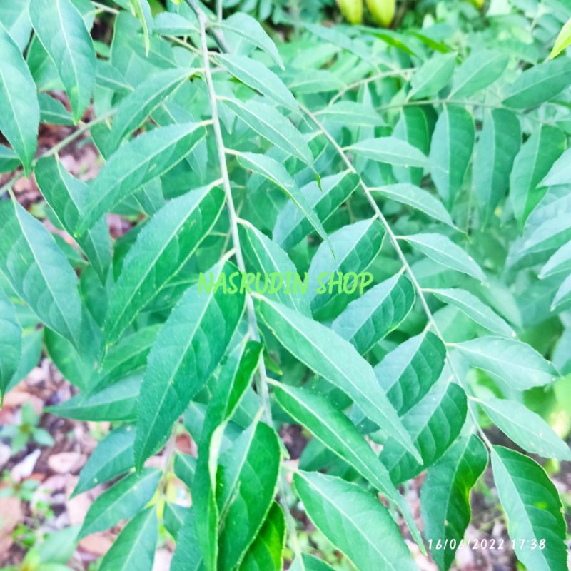 

DAUN SALAM KOJA 30 TANGKAI | DAUN KARI SEGAR LANGSUNG PETIK | BUMBU MASAK SIAP PAKAI