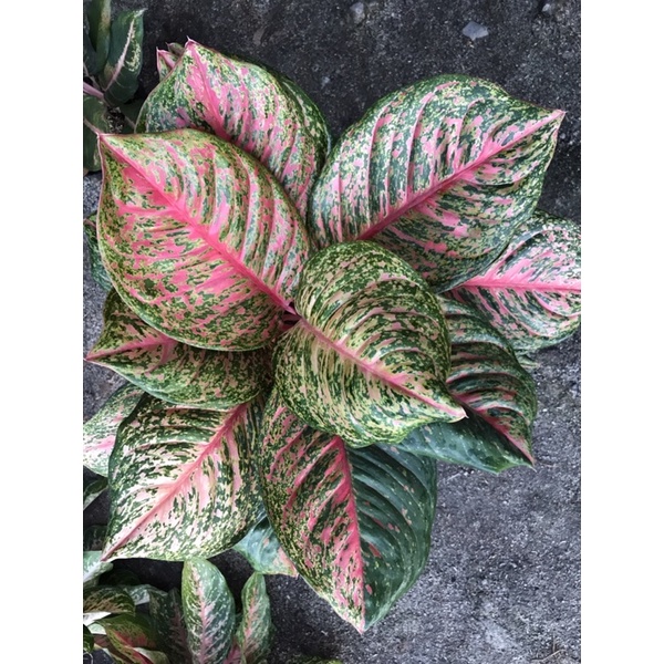 Aglonema Tos / Yohana