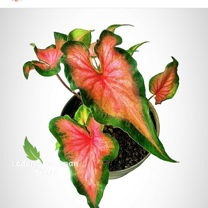 keladi keris/caladium keris