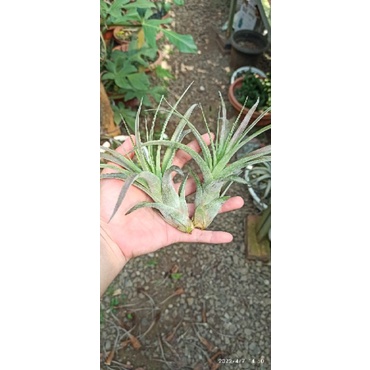 tillandsia love knot