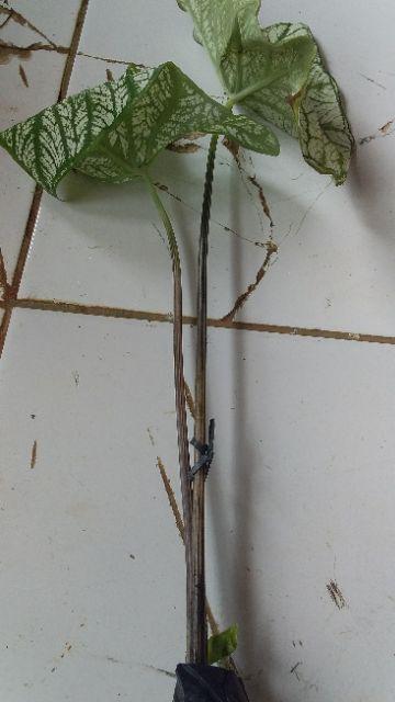 Tanaman Hias Keladi Putih