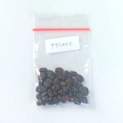 Biji Bunga Telang 30 biji / Bibit Bunga Telang 30 biji