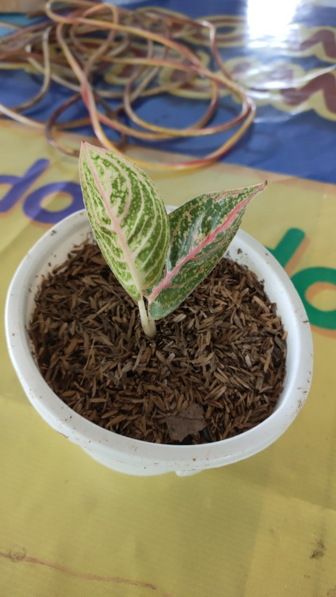 Bibit Aglonema Legacy Mangkok 2-3 Daun