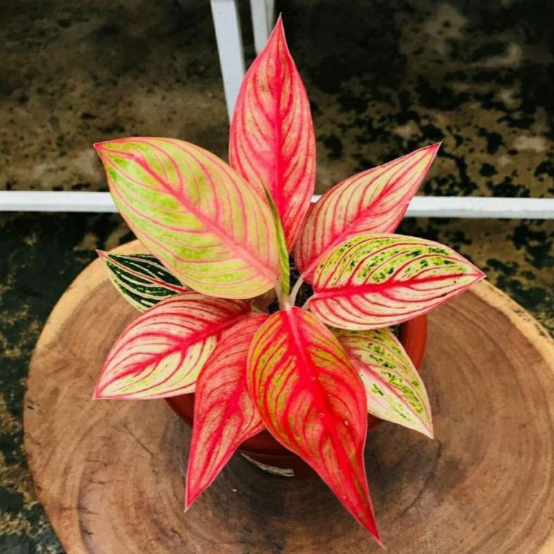 Aglonema Legacy / Tanaman Hias Aglonema Legacy