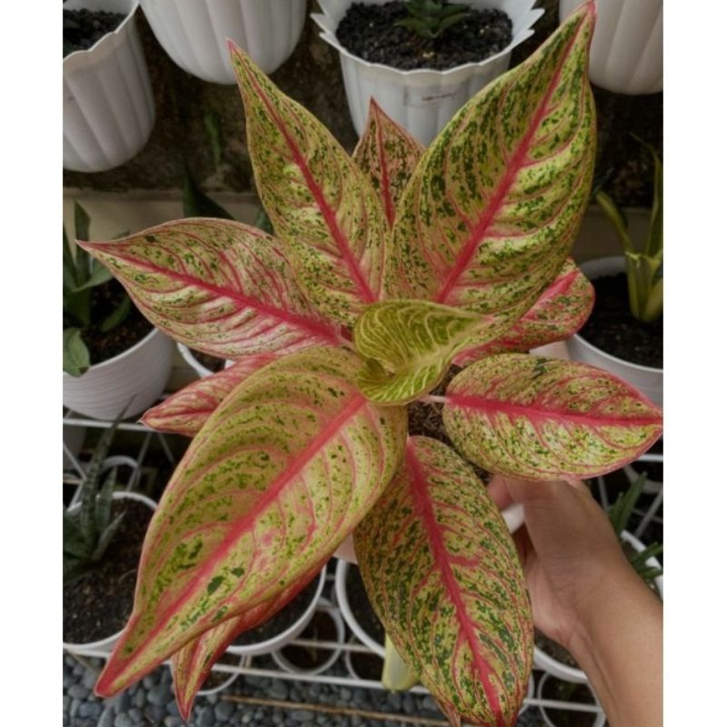 bibit tunas aglonema red legacy super spesial