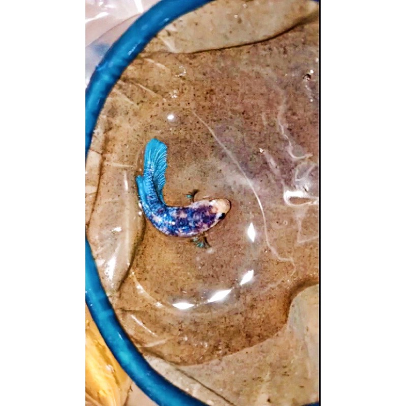 Cupang Yellow Banana