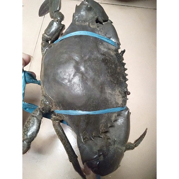 

KEPITING BAKAU 500 GRAM UP (1 KG ISI 2)