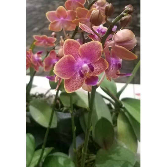 Anggrek Bulan Spike, knop