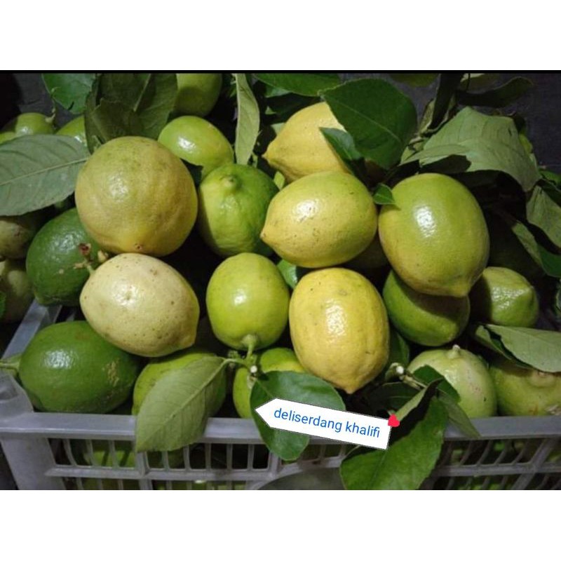 

JERUK LEMON