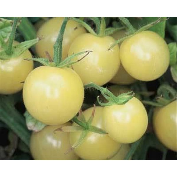 Jual Bibit Benih Biji Tomat Little White Rabbit - Biji Benih Tanaman ...