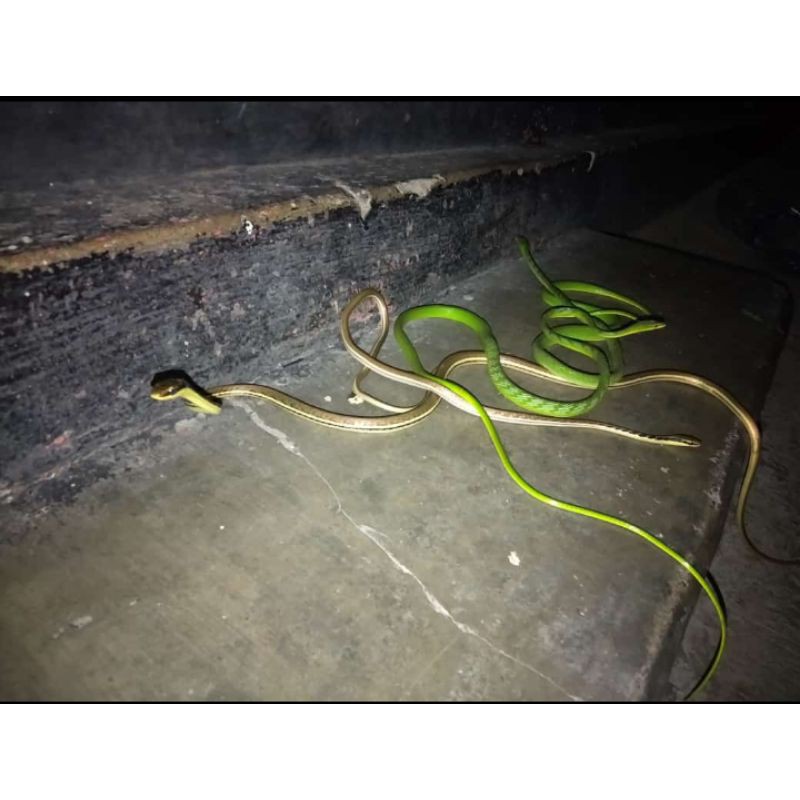 Dijual Eceran Reptil ULAR PUCUK dan ULAR TAMPAR