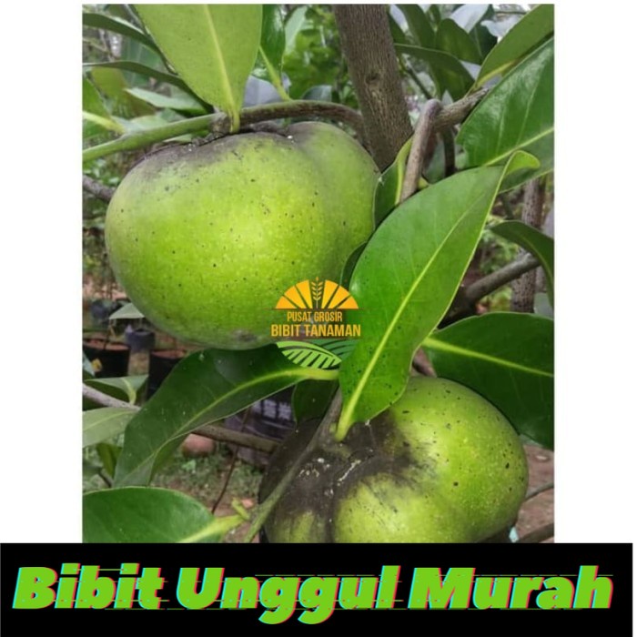 Bibit Black Sapote Giant