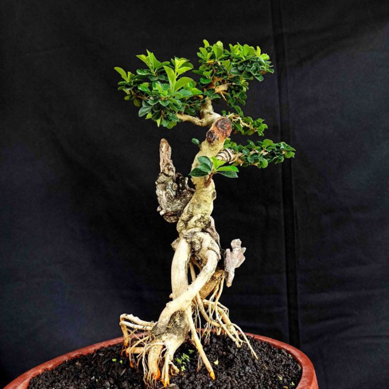 Bonsai Pohon Sisir Micro Mame Small Prospek
