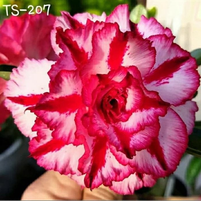 

Bibit bunga kamboja adenium TS-207 ( HOKI OFFICE STORE )