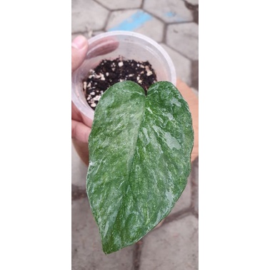 Epipremnum SP merapi perdaun