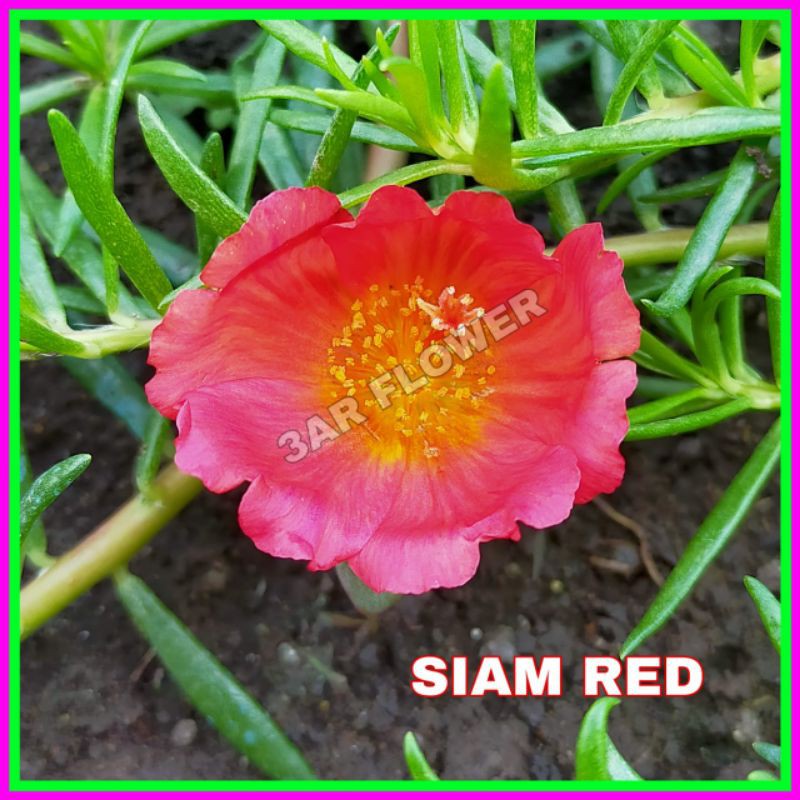 (BISA COD) 5 STEK BUNGA KROKOT DUNA SIEM RED/MOSSROSE IMPOR MURAH