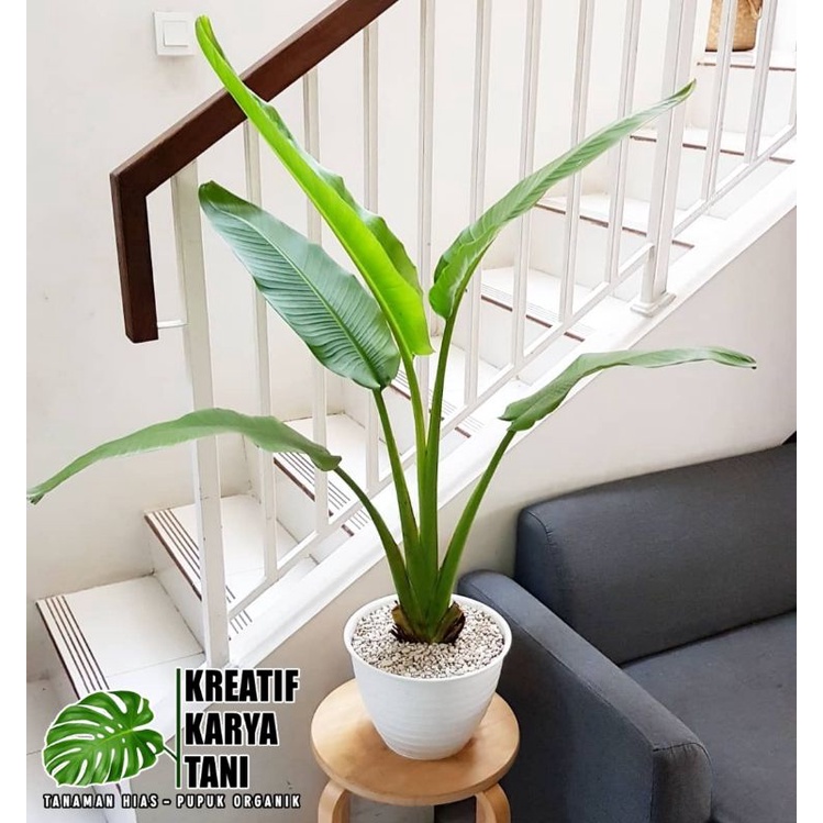 Tanaman Hias Pisang Kipas - Tanaman Pisang Kipas