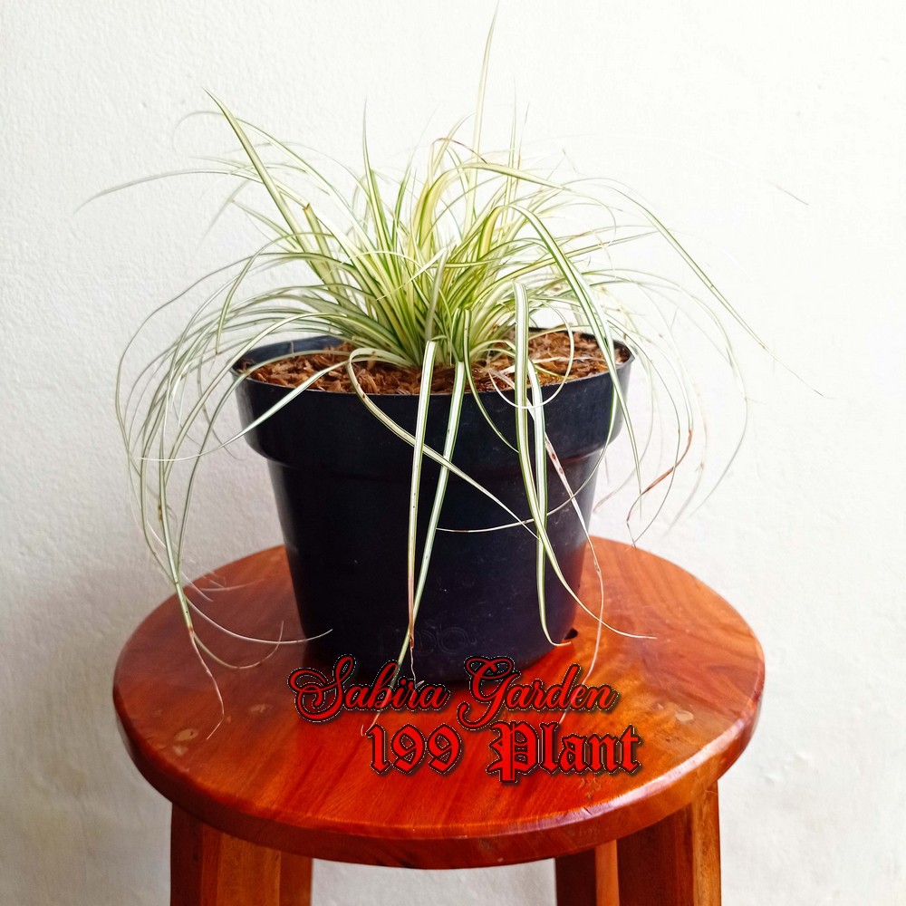Tanaman hias pot mini ophiopogon japonicus silver mist-kigimifukidama
