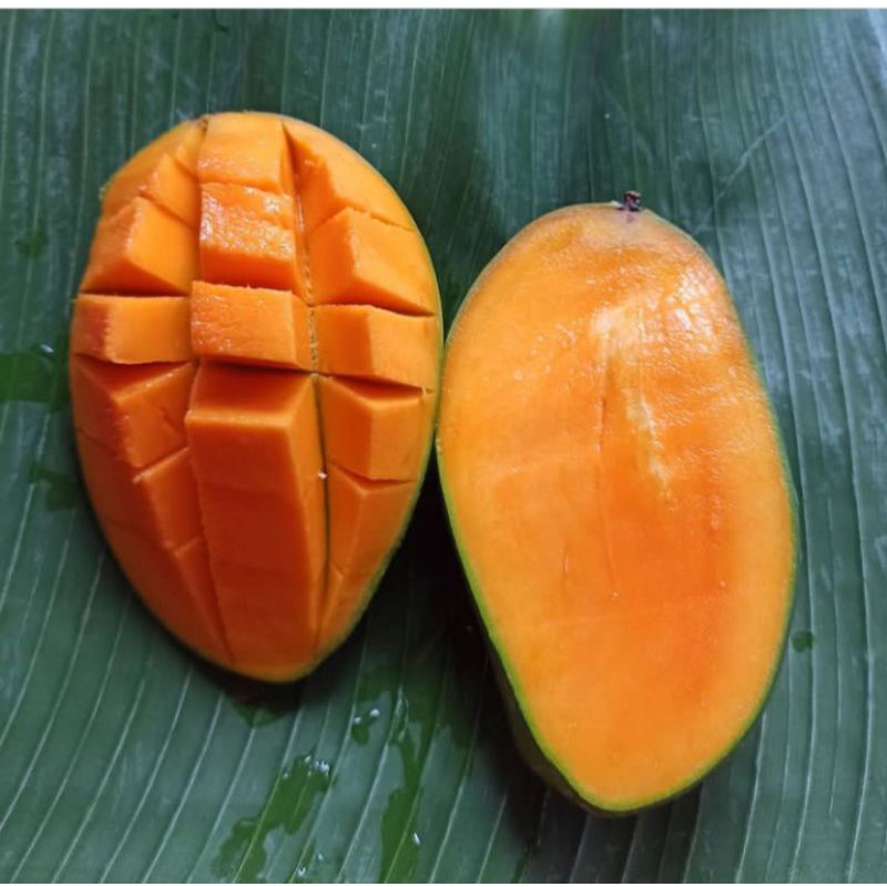 

Mangga Harum Manis - 1 kg