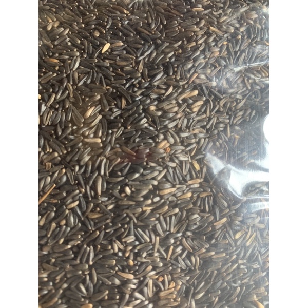 NIGER SEED - PAKAN RED SISKIN KENARI BRANJANGAN BLACKTHROAT