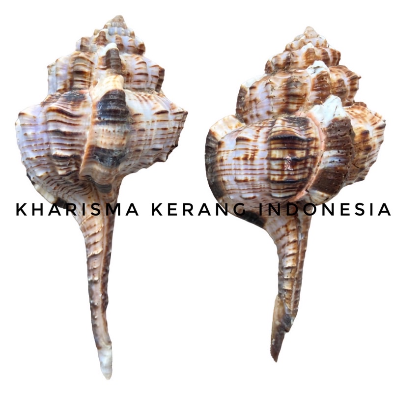 HAUSTELLUM HAUSTELLUM SHELL KERANG LAUT HAUSTELLUM VOKESIMUREX DENTIFER KERANG LAUT HIASAN KERANG KO