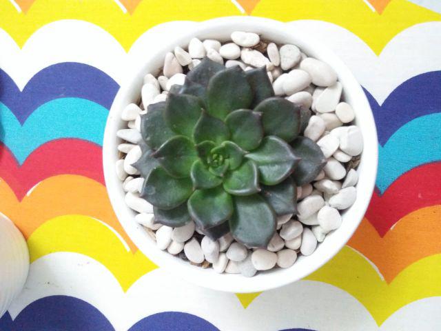 Sukulen Murah Dan Hemat Dengan Berbagai Macam Variant Sudah Termasuk Pot 10cm