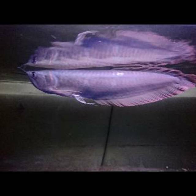 Ikan Arwana Silver 30cm