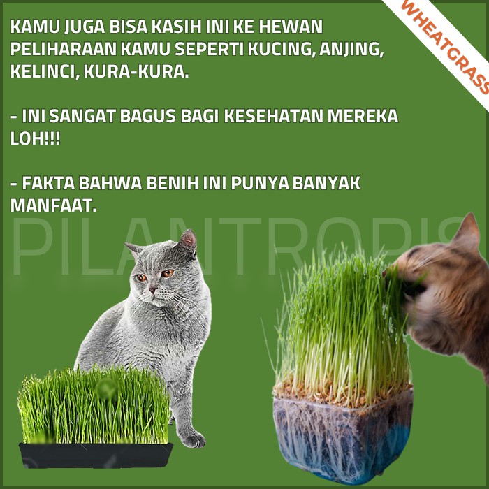 BENIH RUMPUT GANDUM UNTUK KUCING 100GR BIBIT CAT GRASS MICROGREEN SEED BIIJ WHEATGRASS MURAH [COD]