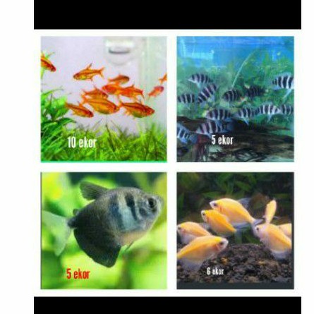 

paket ikan aquasqape
