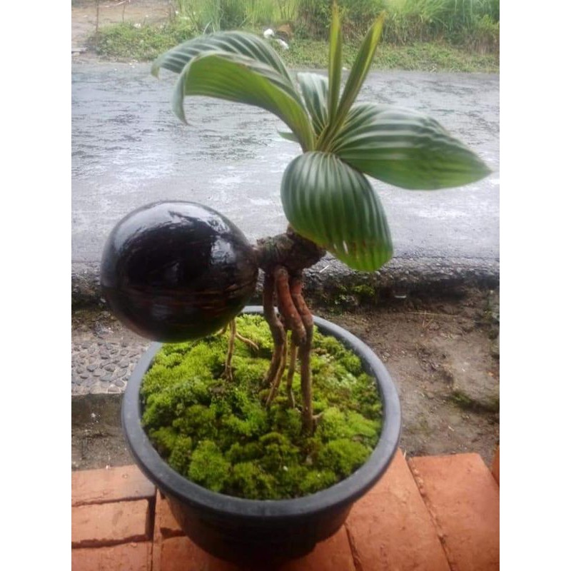 

kelapa hias